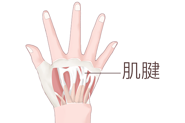 什么是肌腱，如何保護肌腱