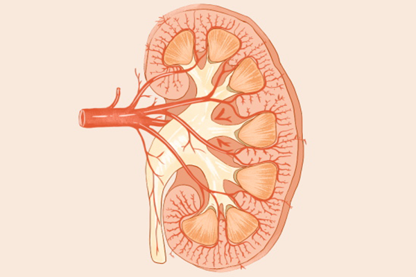 腎精虧虛怎么恢復，哪些方法可以恢復