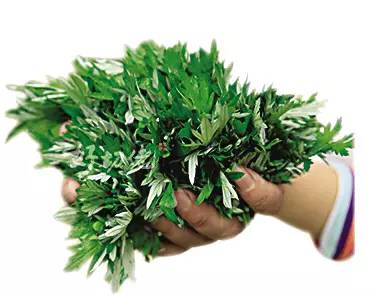 「艾都探秘⑺」蘄艾產品到底有多少？一定嚇你一跳！