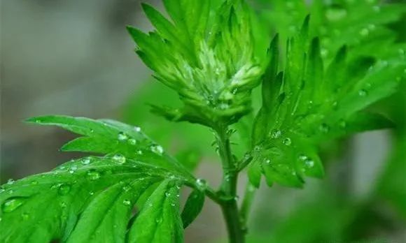 世界艾草之鄉、全球艾草加工中心區域南陽市：奮力發展中原艾草業的國際名片