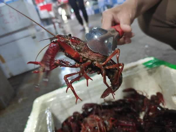 168元吃兩斤蝦，餐廳選小龍蝦看中“個頭大”，店家：價格不算暴利
