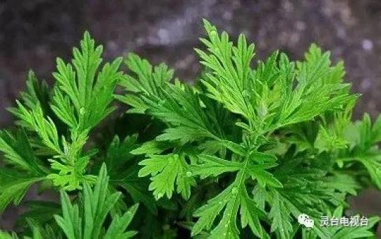 甘肅靈臺：探索艾草產業扶貧經驗