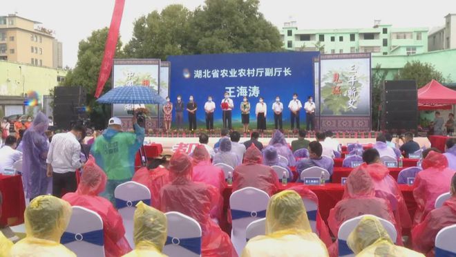 1000天后，李時珍故里湖北蘄春縣“黃金蘄艾”今日揭開神秘面紗